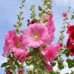 Kada sėti piliarožes