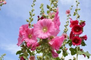 Kada sėti piliarožes