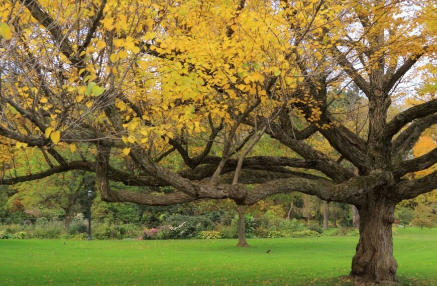 Puošmedis – augalas, beveik neturintis priešų ir žavintis lapų spalvų žaismu. Kaip jį auginti?