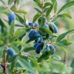 Sausmedžio sodinimas - atsakingas darbas. Kada ir kaip tai daryti, kad derlius džiugintų ne vienerius metus?