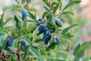 Sausmedžio sodinimas - atsakingas darbas. Kada ir kaip tai daryti, kad derlius džiugintų ne vienerius metus?