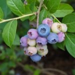 Ar žinote kada tręšti šilauoges pavasarį, kad gautumėte maksimaliausią derlių?