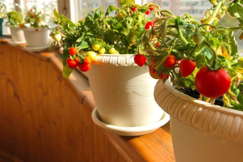 Pomidorai balkone