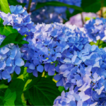 Kada sodinti hortenzijas