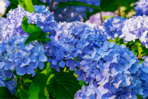 Kada sodinti hortenzijas