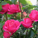 Kada sodinti rožes ir kaip jas prisijaukinti?