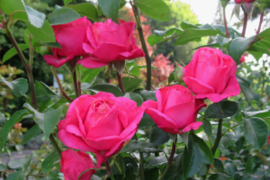 Kada sodinti rožes ir kaip jas prisijaukinti?