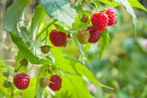 Aviečių sodinimas – nuo saldžių norų iki realybės