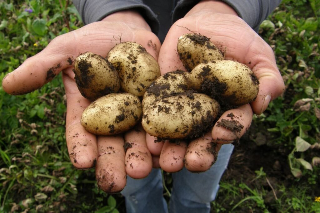Bulvių sodinimas