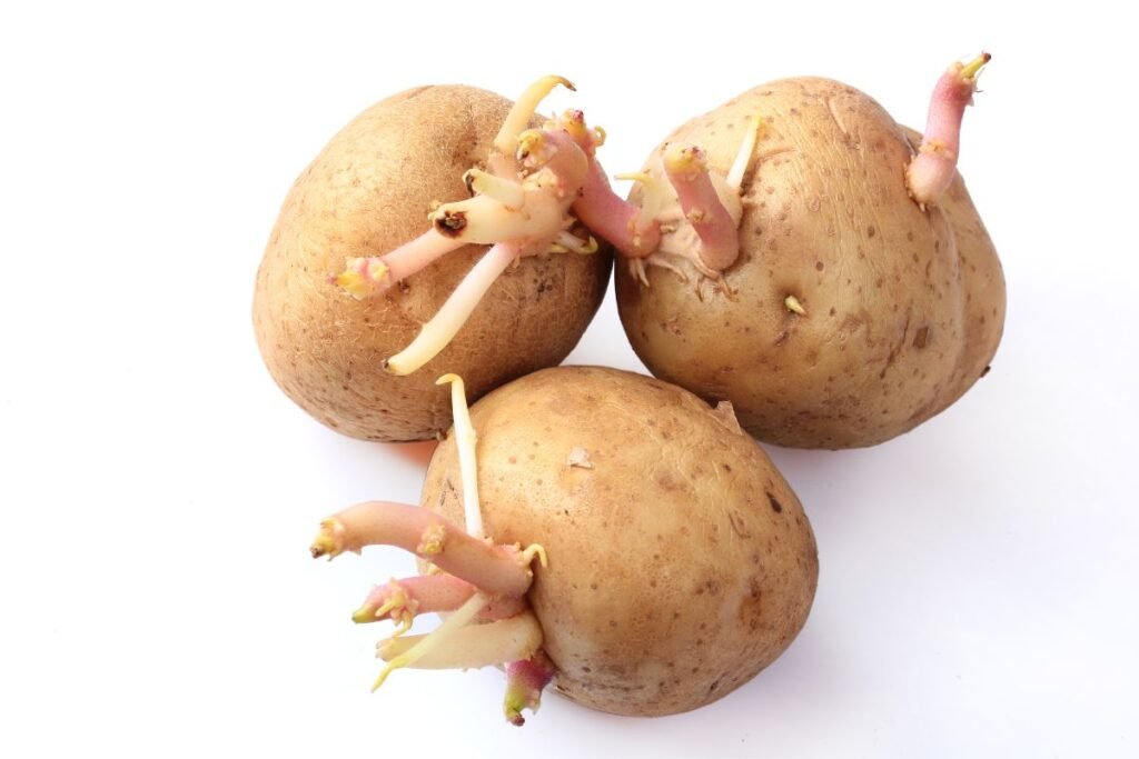 Sudygusios bulvės
