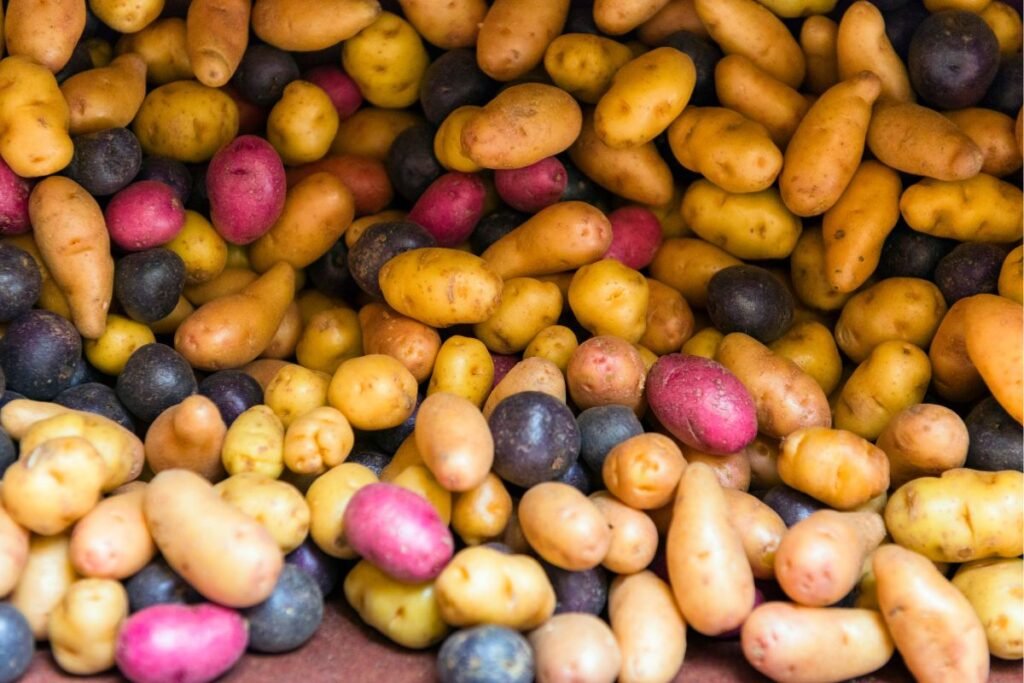 Bulvių įvairovė