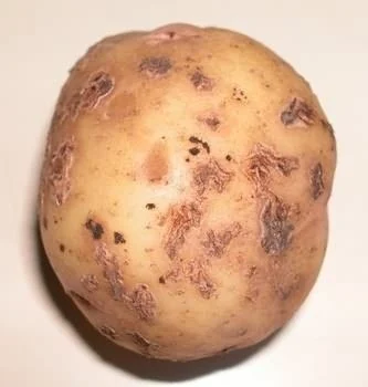 Bulvių ligos, bulvių rauplės
