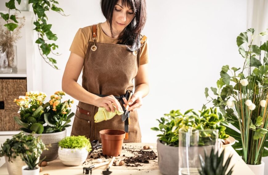 Kaip ir kada persodinti kambarines gėles? Dabar pats palankiausias laikas! 