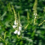 Kada sėti barkūnus? Nuostabus augalas medunešiui ir žaliajai trąšai