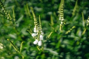 Kada sėti barkūnus? Nuostabus augalas medunešiui ir žaliajai trąšai