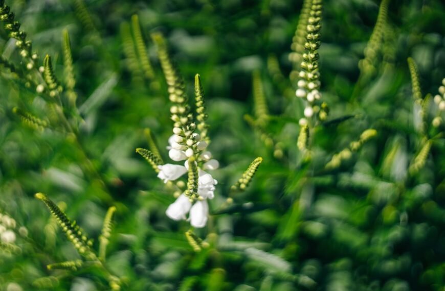 Kada sėti barkūnus? Nuostabus augalas medunešiui ir žaliajai trąšai
