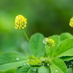 Kaip ir kada sėti liucerną – ūkininkų numylėtą trąšą bei gurmanų pamėgtą žalumyną?