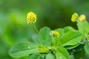 Kaip ir kada sėti liucerną – ūkininkų numylėtą trąšą bei gurmanų pamėgtą žalumyną?