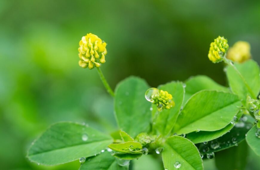 Kaip ir kada sėti liucerną – ūkininkų numylėtą trąšą bei gurmanų pamėgtą žalumyną?