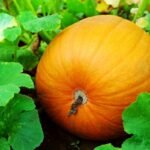 Kada sėti moliūgus