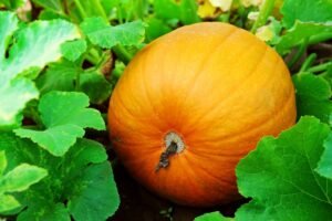 Kada sėti moliūgus