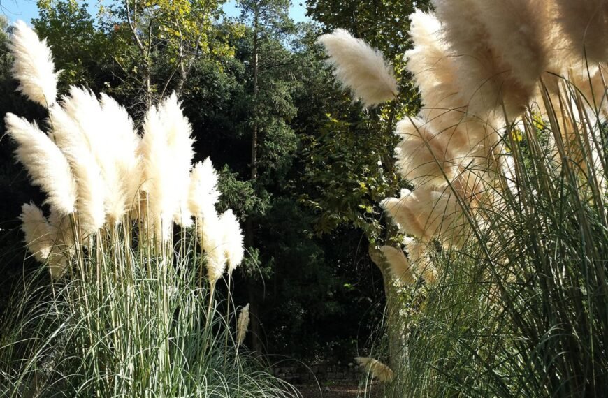 Kada sodinti miskantus