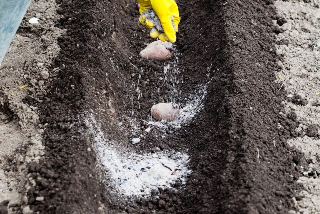 Bulvių tręšimas pavasarį