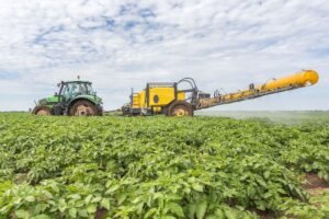 Kada tręšti bulves