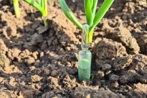 Kada tręšti česnakus