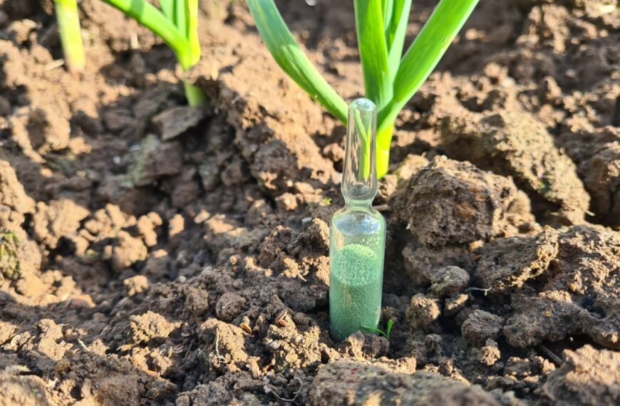 Kada tręšti česnakus