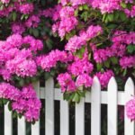 Kaip ir kada tręšti rododendrus ir ar galima juos tręšti actu?