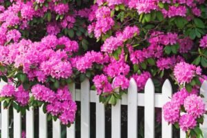 Kaip ir kada tręšti rododendrus ir ar galima juos tręšti actu?