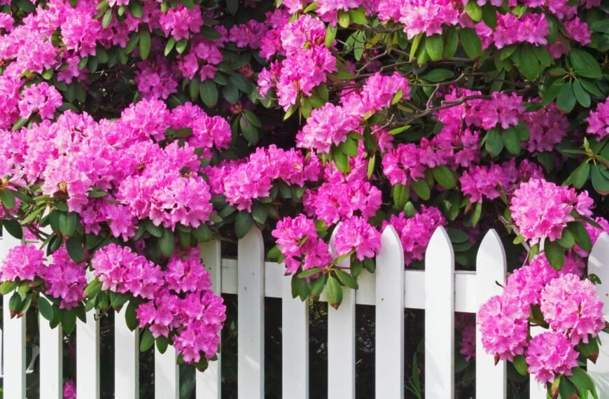 Kaip ir kada tręšti rododendrus ir ar galima juos tręšti actu?