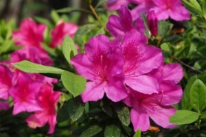Kaip ir kada tręšti rododendrus