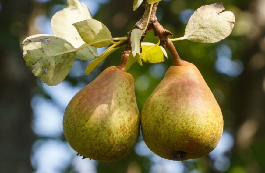 Kriaušės – obelims „ant kulnų lipantis“ vaismedis. Ar tikrai mokate auginti šį medį? 