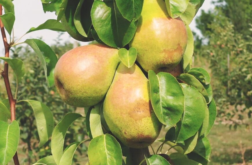 Kriaušės: kuo skiriasi kriaušių veislės ir ar įmanoma išsirinkti geriausią? 