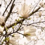 Magnolijos sodinimas – į pavasario darbų sąrašą