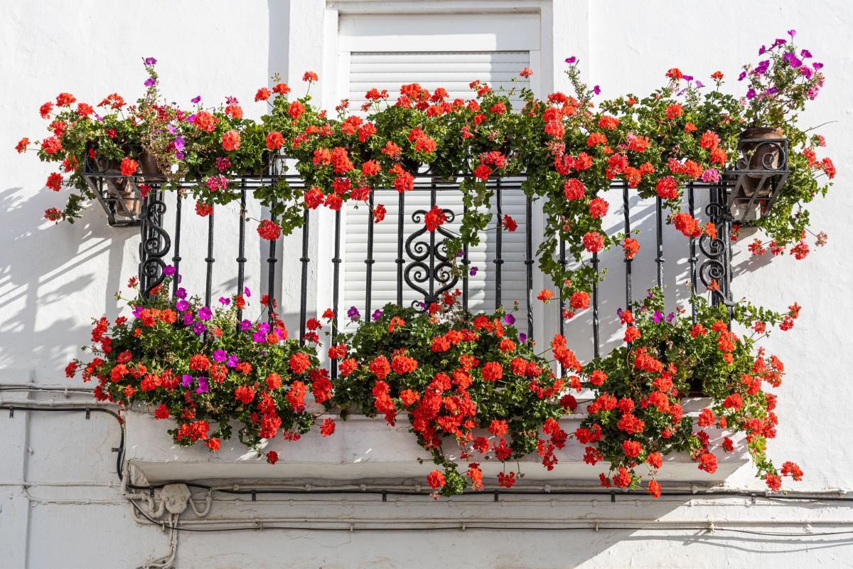 Balkono gėlės: kurias auginti saulėtame balkone, o kurios geriau augs pavėsyje?