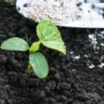 Kada tręšti agurkus