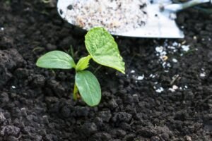 Kada tręšti agurkus