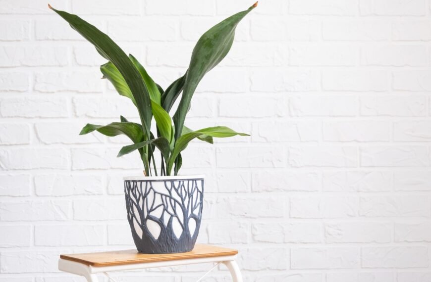 Aspidistra