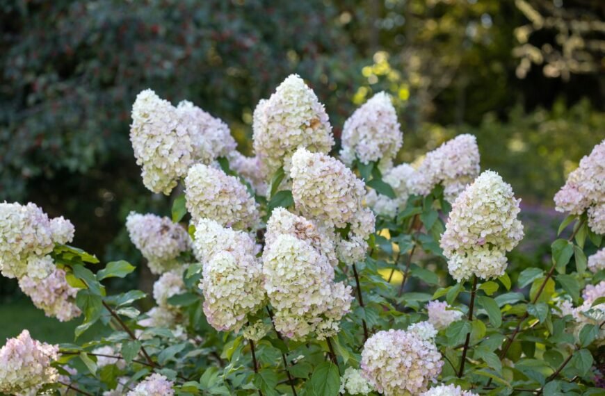 Bobo hortenzija – kodėl ji verta dėmesio ir kuo ji išskirtinė? 