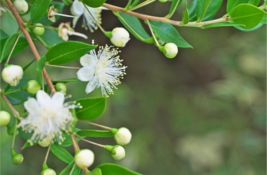 Mirta - daili kambarinė gėlė