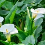 Kalija – ne tik balta - gėlė puošniais ir dideliais žiedais. Kaip ją auginti? 