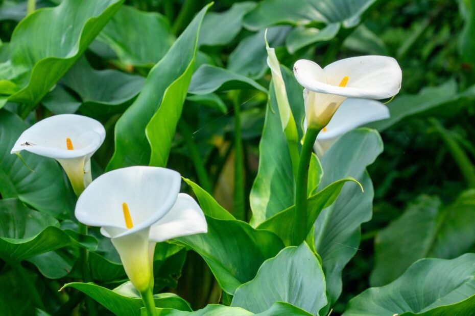 Kalija – ne tik balta - gėlė puošniais ir dideliais žiedais. Kaip ją auginti? 