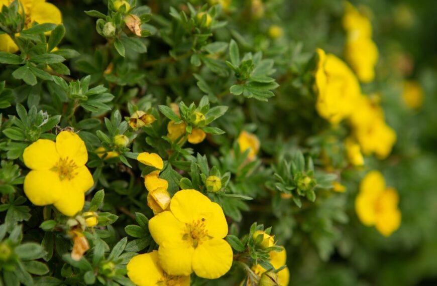 Sidabražolė ar visgi sidabrakrūmis? Pavadinimo nesusipratimai, auginimo ypatumai ir naudos