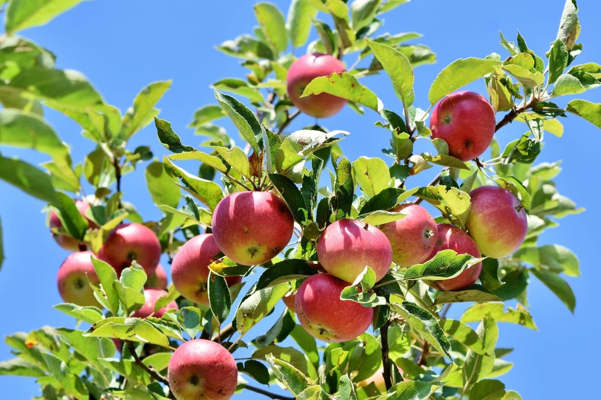 Skaniausios obelų veislės: kaip išsirinkti pačią pačiausią savo sodui?