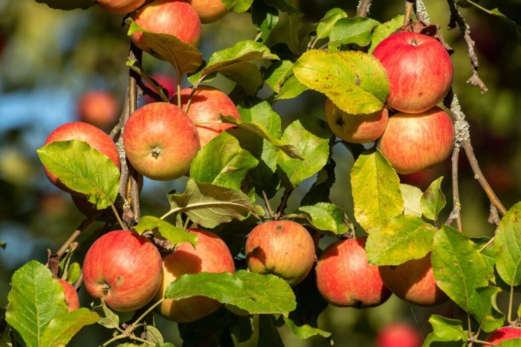 Skaniausios vasarinės obelų veislės