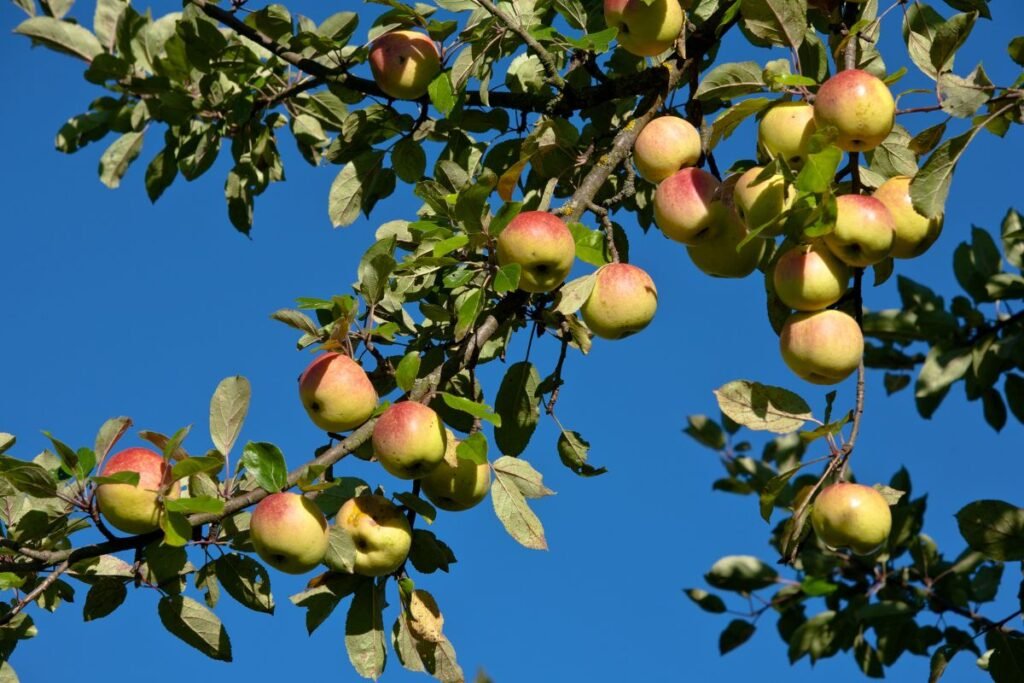Skaniausios rudeninės obelų veislės