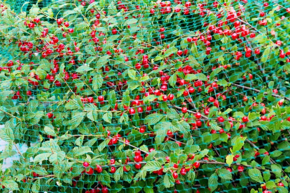 10 būdų kaip apsaugoti uogas nuo paukščių